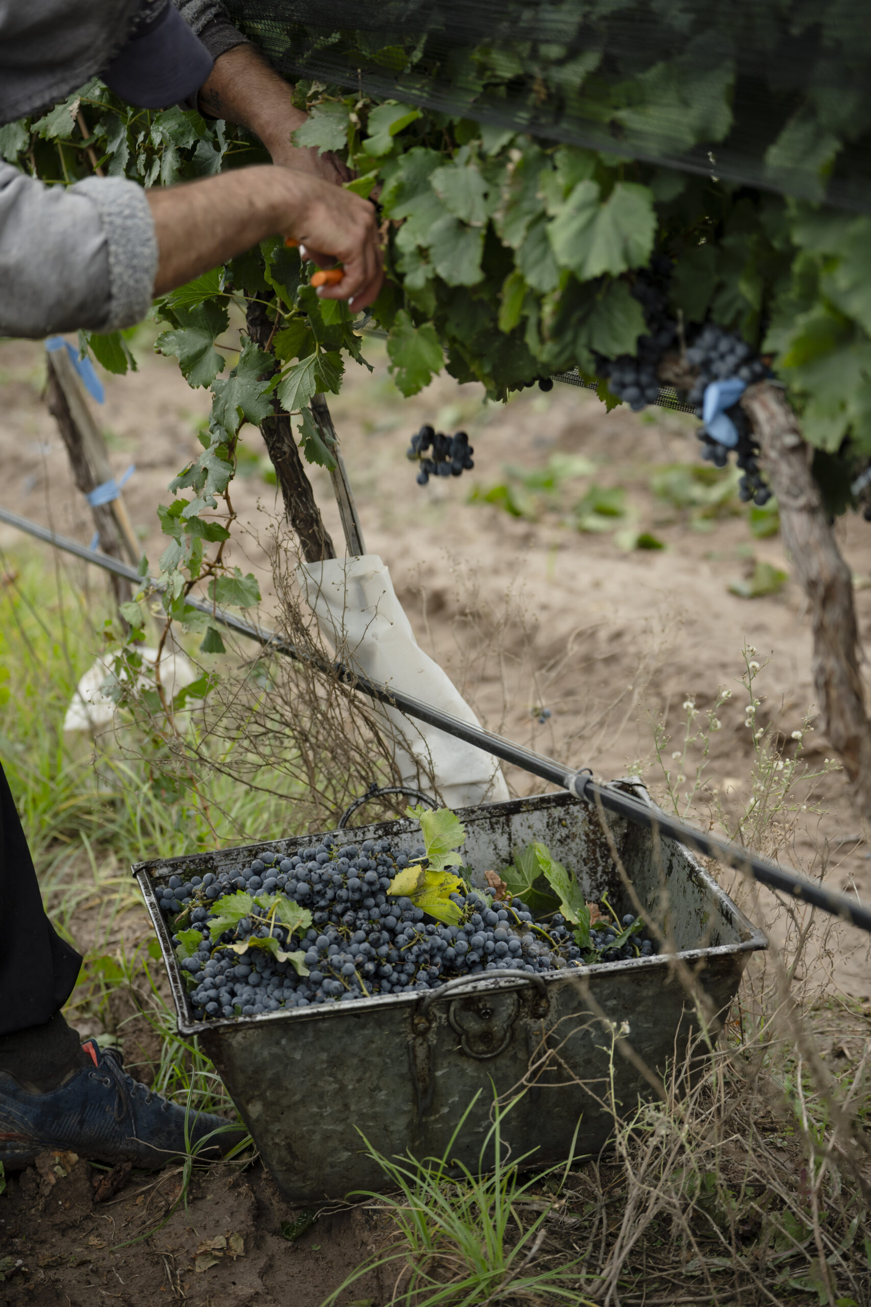 jr harvest handpicking